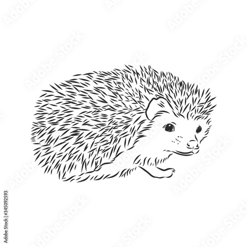 Hedgehog sketch drawing isolated on white background, hedgehog, vector sketch illustration