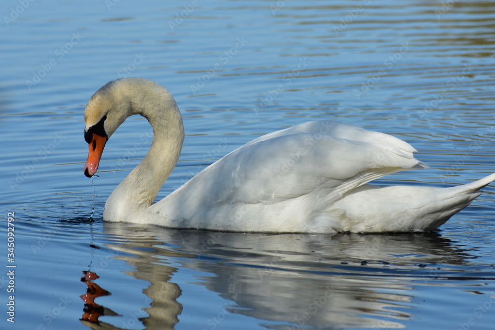 Fototapeta premium Vogelfotografie am See,