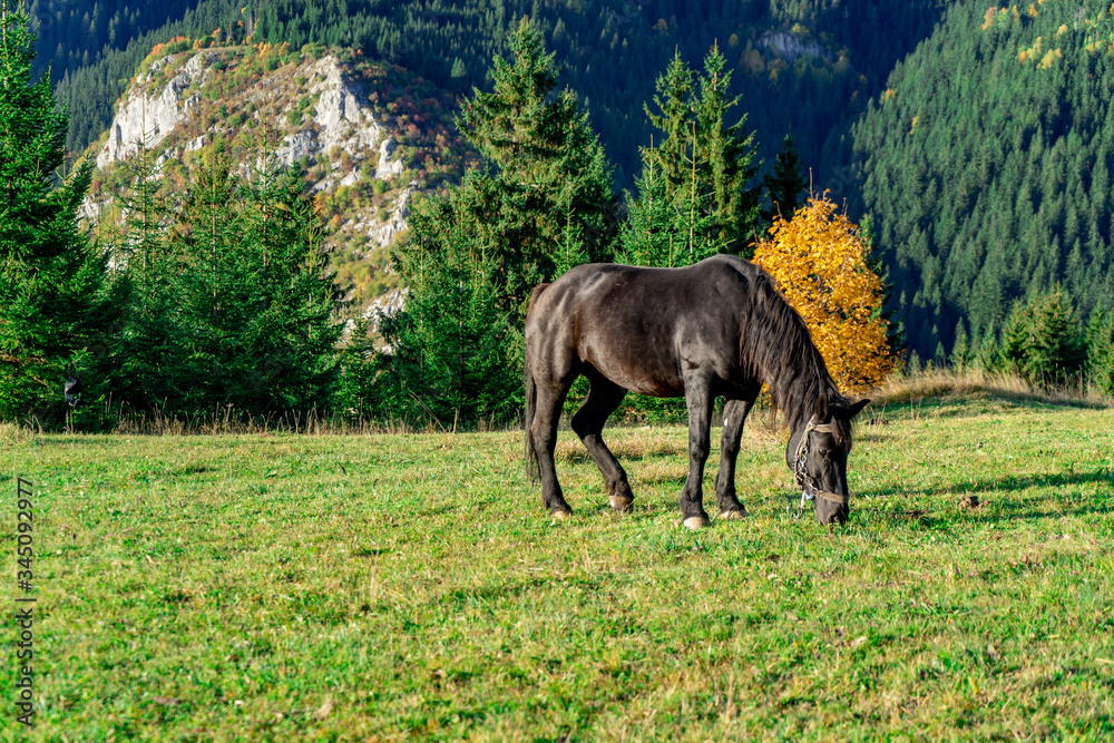 Portrait of a beautiful horse in autumn landscape. Portrait of a beautiful horse in autumn landscape.