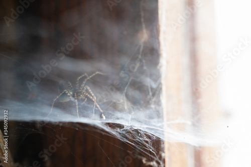Im Netz der Spinne