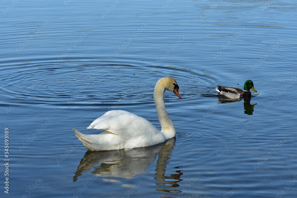 Naklejka premium Vogelfotografie am See,
