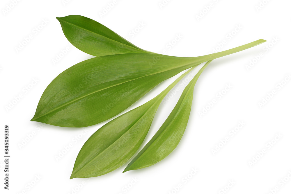 Green leaves isolated on white background this has clipping path.  