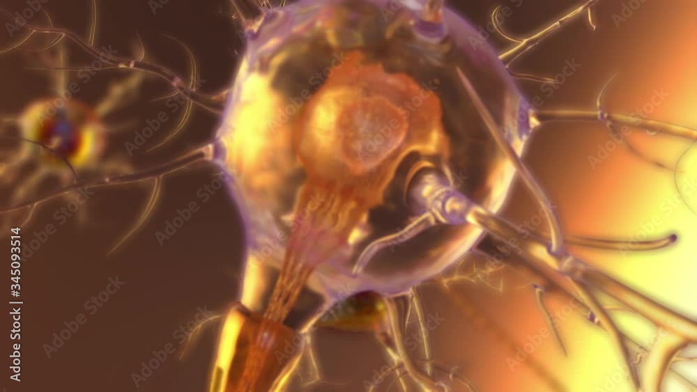3D rendering of a spinal cord neuron