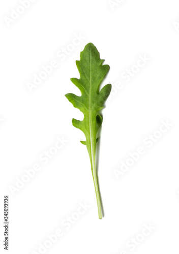 a single leaf of arugula and green leaf lettuce isolated on white background