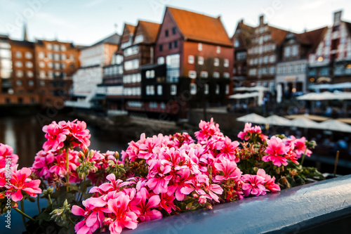 Flower pots near the river on a sunny day in Europe. Close-up of pink flowers with blurred old houses on background. View with focus on nice flowers