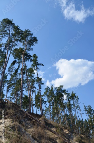 Pine atmosphere. Kyiv Sea 4/04/2020.