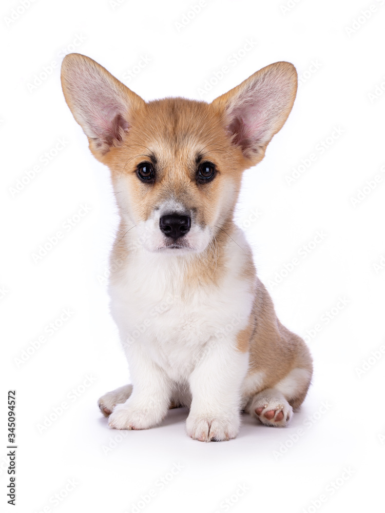 11 weeks old cute Welsh corgi Pembroke pup sitting and looking into the Camera on a white background 