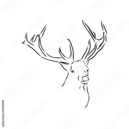 Deer portrait. Hand drawn vector illustration. Can be used separately from your design. portrait of a deer, deer head, vector sketch illustration © Elala 9161