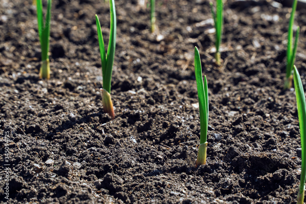sprouts of young garlic in the spring