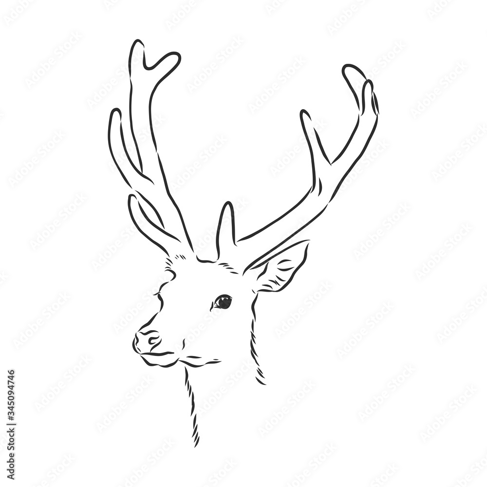 Fototapeta premium Deer portrait. Hand drawn vector illustration. Can be used separately from your design. portrait of a deer, deer head, vector sketch illustration