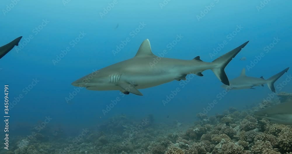 Underwater view of sharks in the Pacific Ocean. Marine life with grey sharks swimming near coral reef in the Sea. Diving in the clear water - 4K Underwater view of sharks in the Pacific Ocean. Marine life with grey sharks swimming near coral reef in the Sea. Diving in the clear water - 4K