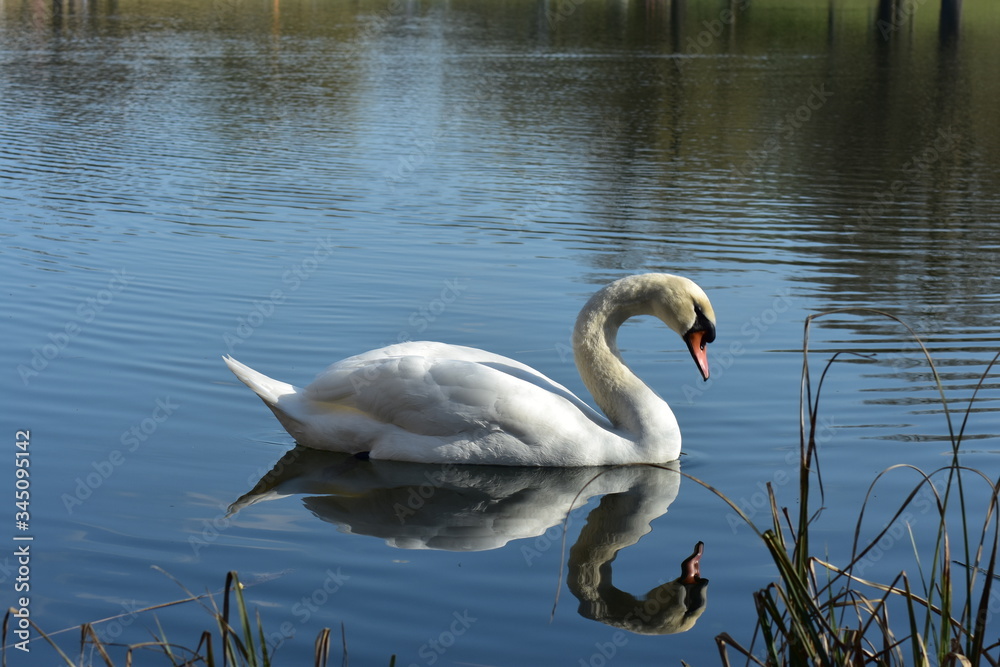 Vogelfotografie am See, Vogelfotografie am See,