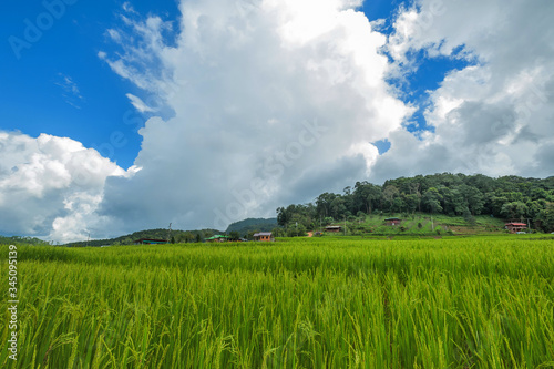Rice Field maekalngluang north,chiangmai;Thailand