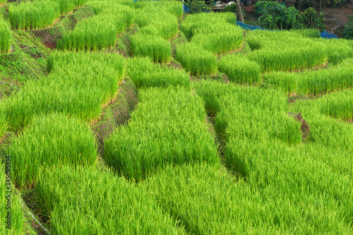 Rice Field  papongpieng north,chiangmai;Thailand  photo