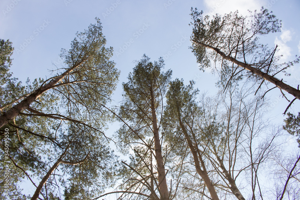 Trees on a background of blue sky with white clouds Trees on a background of blue sky with white clouds