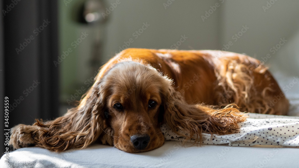 cocker spaniel dreams