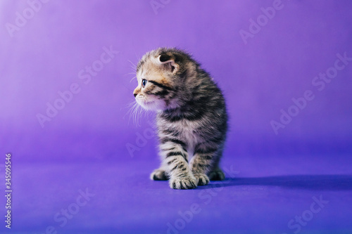 A striped  fold kitten stands on the floor. Cat on a purple monophonic background. Studio photo