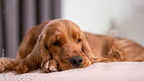 the Cocker Spaniel dog is resting. rest relaxation