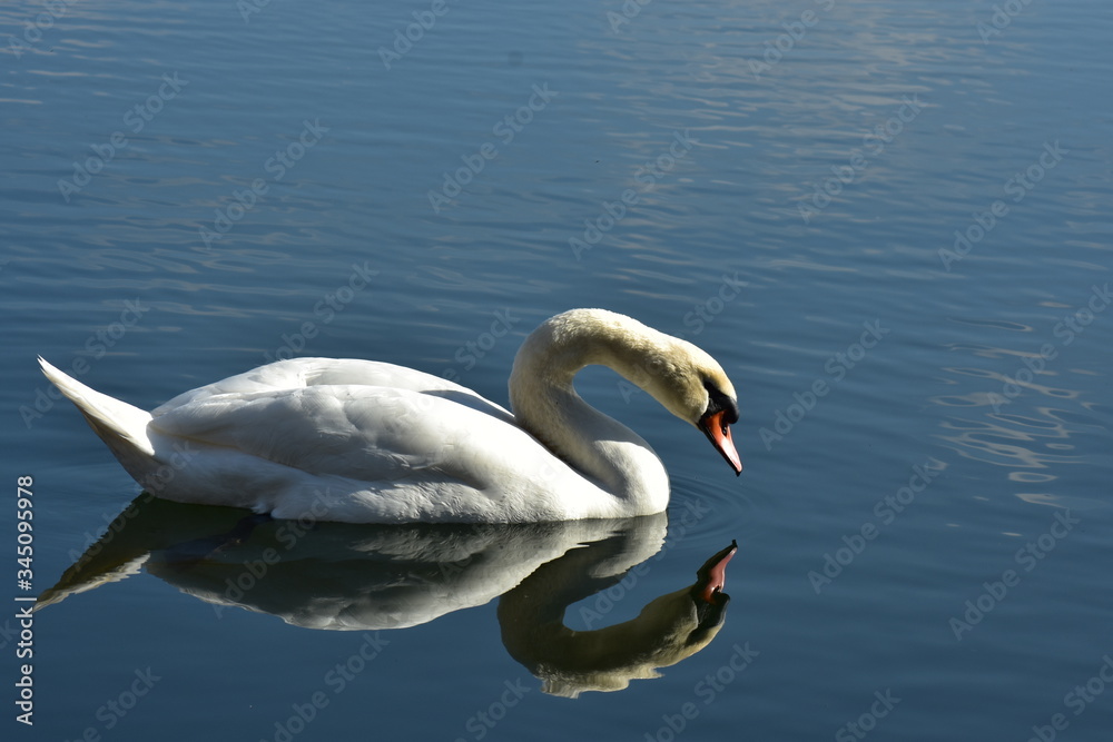 Schwan Schwan