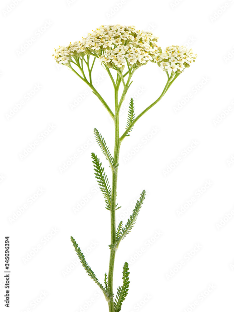 White flower of Yarrow plant, Achillea millefolium Stock Photo | Adobe ...