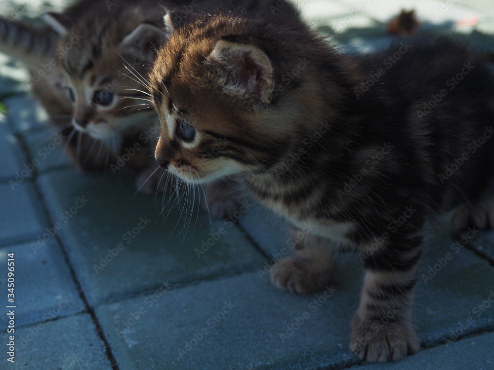 Naklejka premium gato en naturaleza