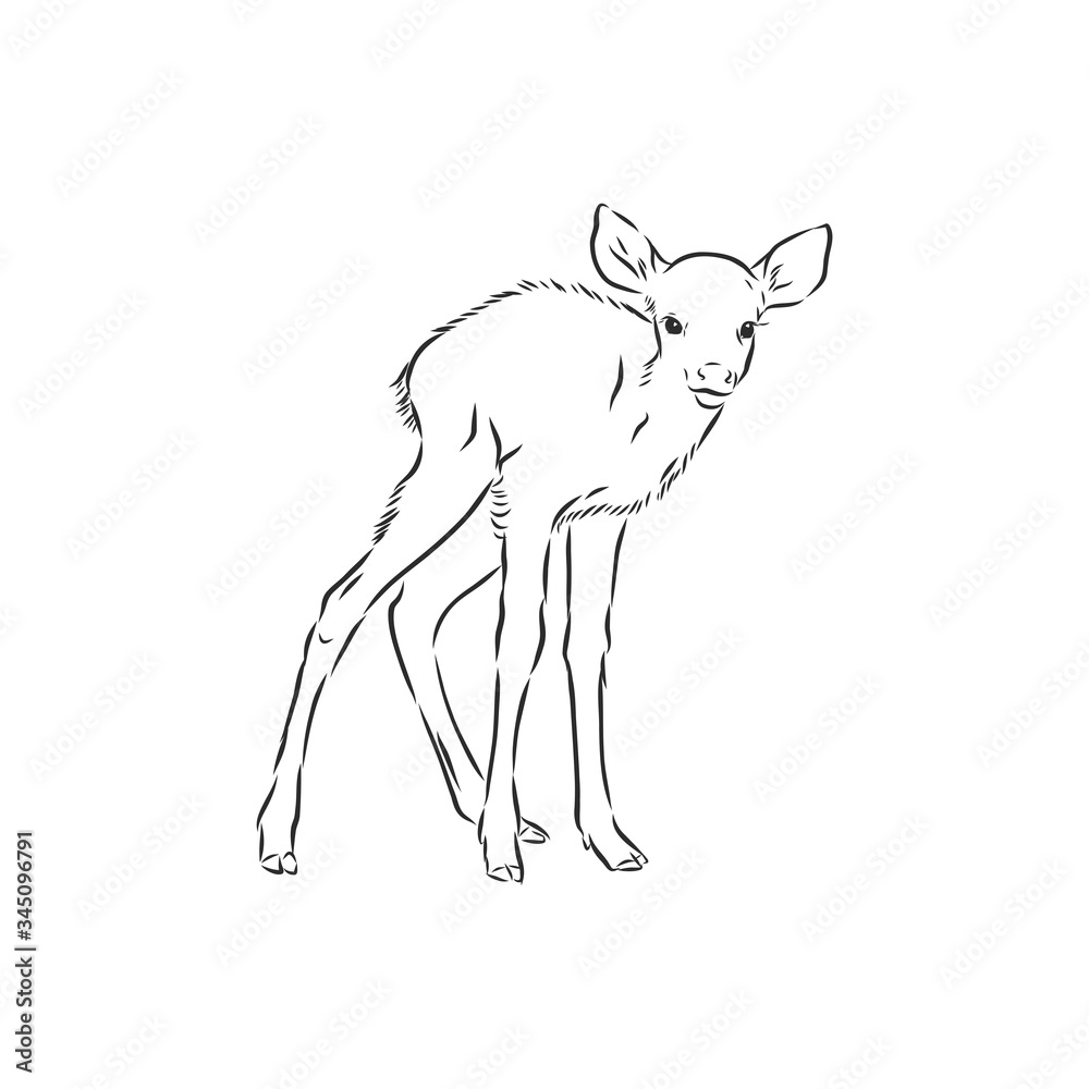 Fototapeta premium Young deer vector silhouette. fawn, vector sketch illustration