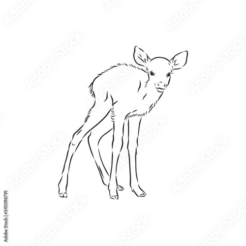 Young deer vector silhouette. fawn, vector sketch illustration