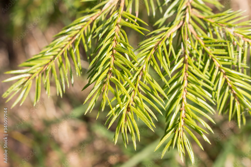 Fototapeta premium Spruce branches in the solar light plan view