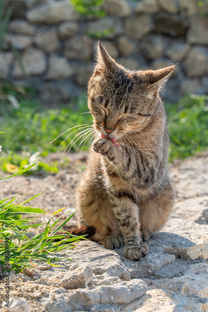 A stray cat is washing himself against the background of a stone fence, sitting on a lawn with green grass.