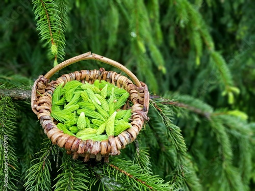 junge Fichtentriebe für die Phytotherapie photo