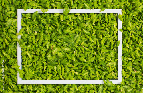 Fresh green pine needles as a background with the frame photo