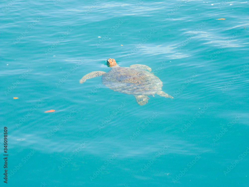 Turtle Swimming above Water in the blue sea