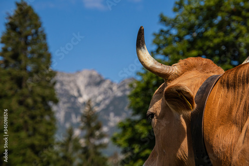 cow looking at Kramer mountain