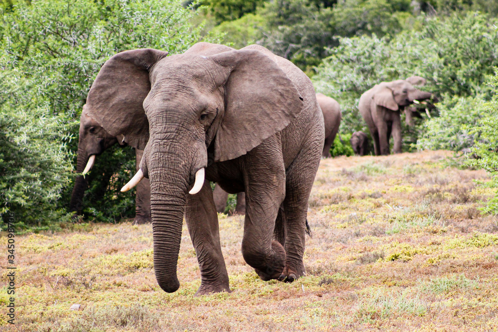 Elephant walking towards observers left side