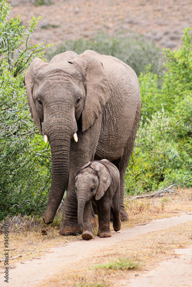 Fototapeta premium African elephant with baby
