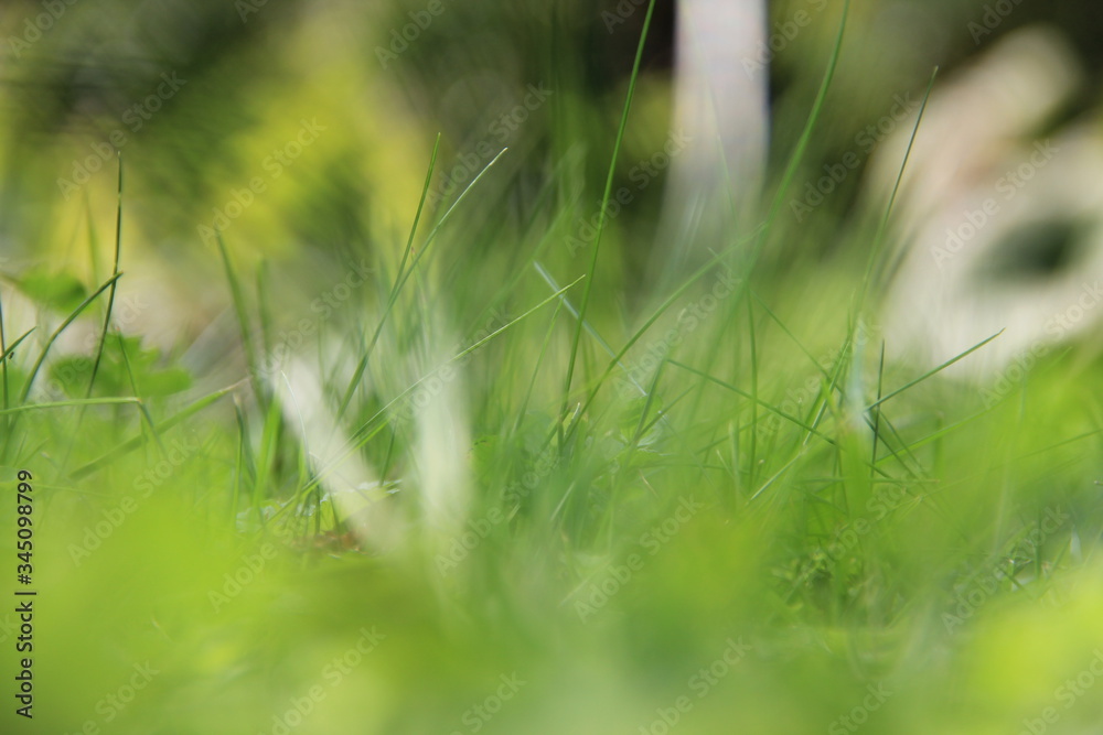 Bokeh Greenland