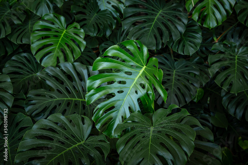 Beautiful Monstera leafs. Exotic bush