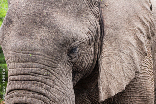 Elephant close up portrait