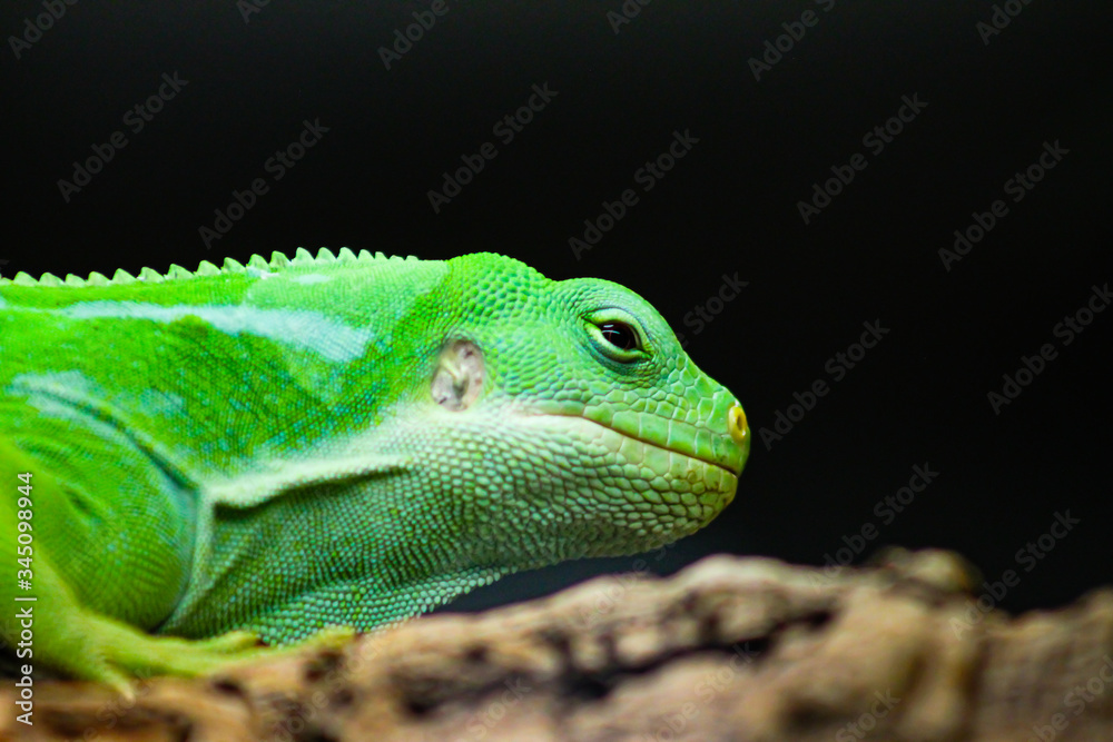 Fototapeta premium Lau banded iguana in Zoo Augsburg