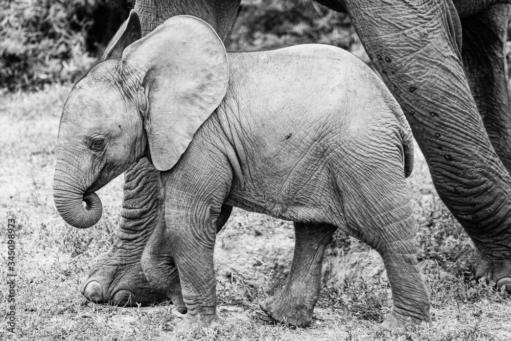 Elephant baby black and white