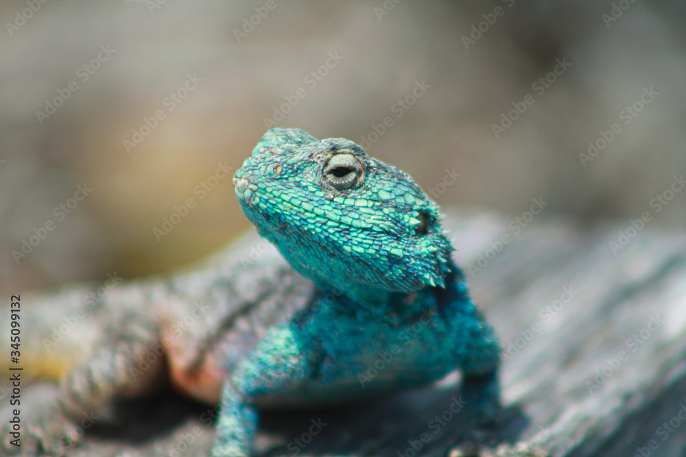 close up portrait of a male southern rock agama close up portrait of a male southern rock agama