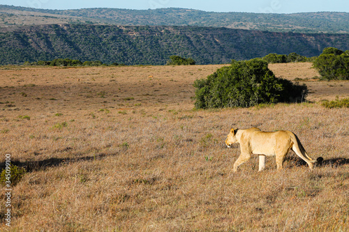 lioness on the hunt in savannah with prey in some distance