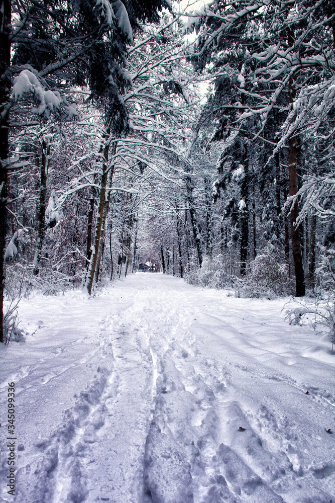 Obraz premium The Frozen View