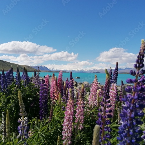 New Zealand Lake View with Lupins