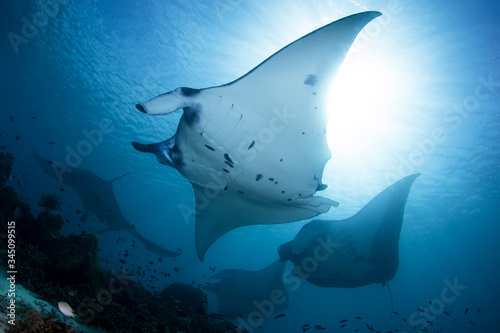 Manta Rays - Manta alfredi, visiting a cleaning station, one with possible propeller scars. Taken in Komodo national park, Indonesia. © nickeverett1981