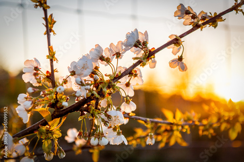 Flower and sunset 