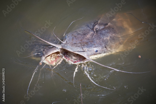 Two large catfish with open mouths stuck their heads out of the water waiting for feeding.