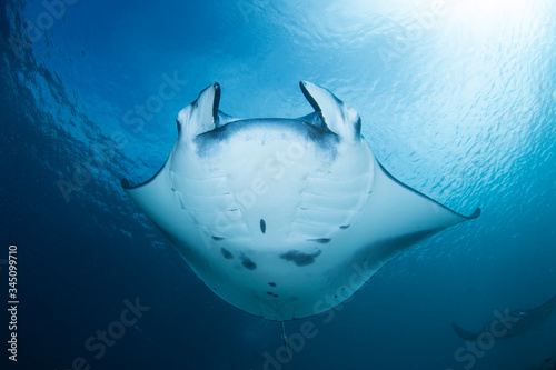 A Manta Ray - Manta alfredi, swims close to the camera lens, wide angle. Taken in Komodo national park, Indonesia.
