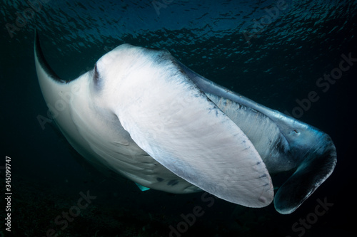 A Manta Ray - Manta alfredi, swims close to the camera lens, wide angle. Taken in Komodo national park, Indonesia.
