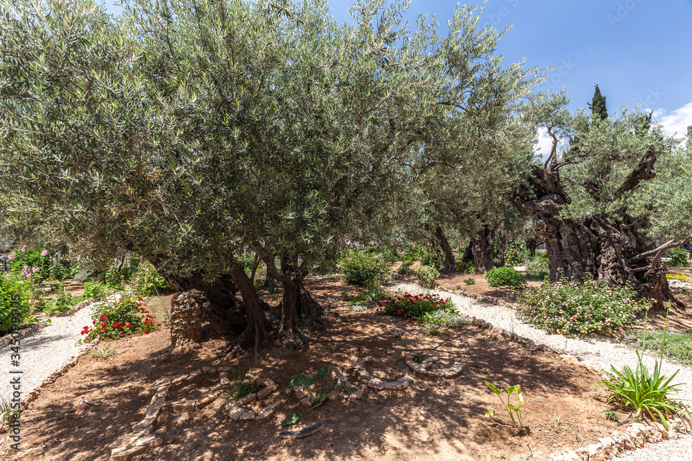 Fototapeta premium Nice view of garden Gethsemane